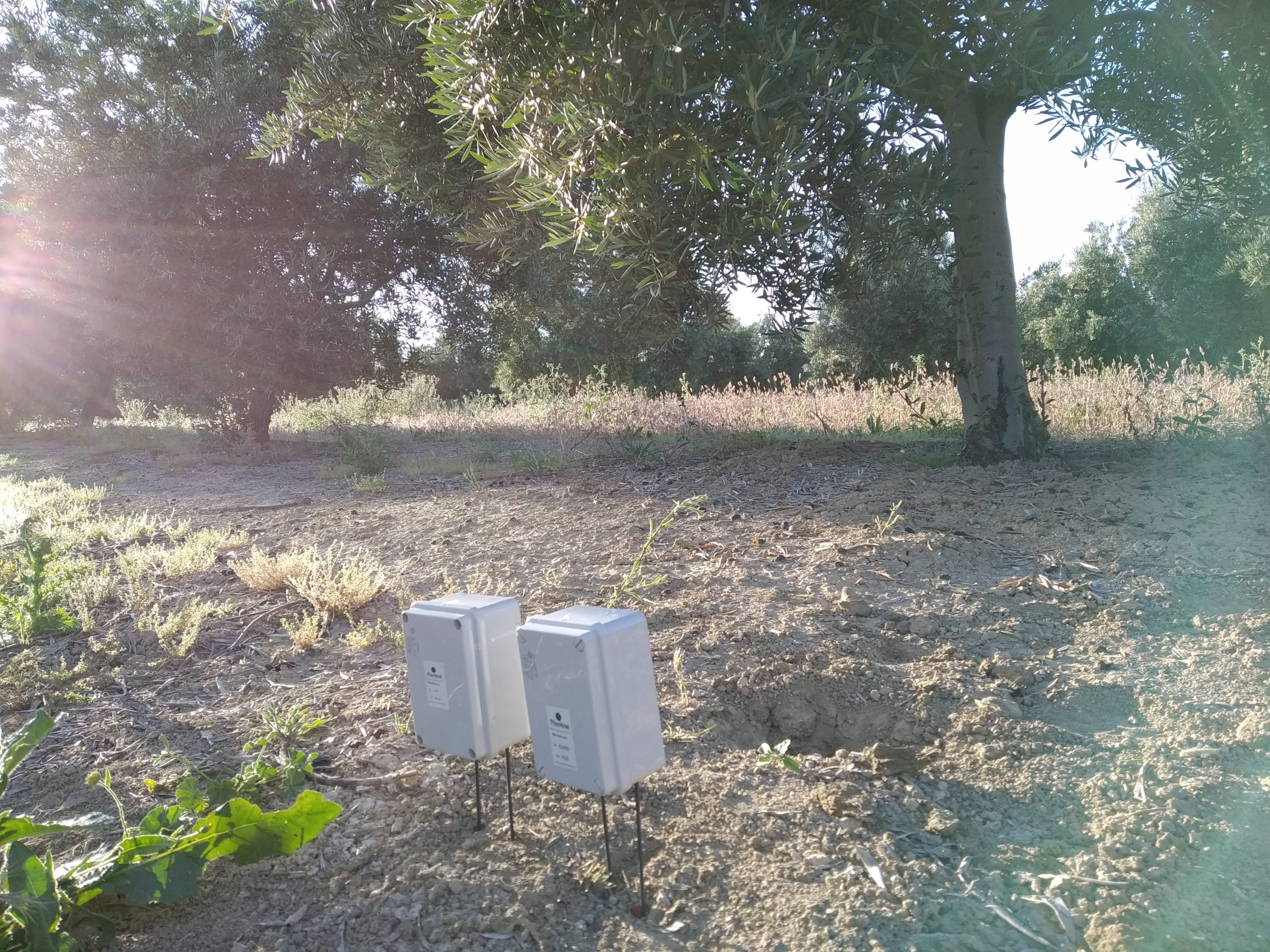Sensores a dos profundidades en olivar intensivo