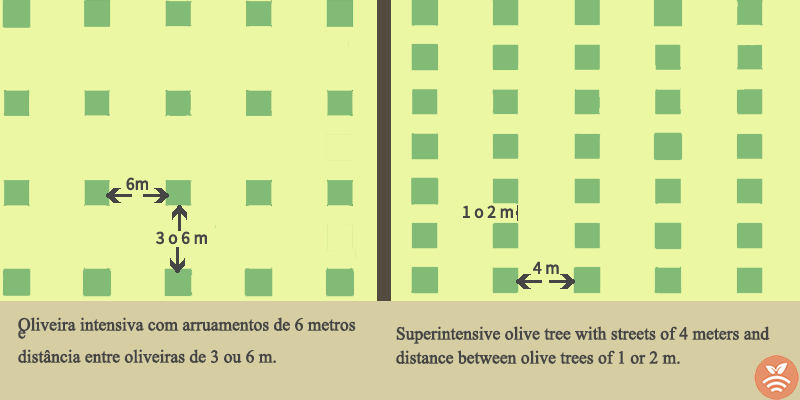 Regime de plantação de oliveiras, intensivo e superintensivo