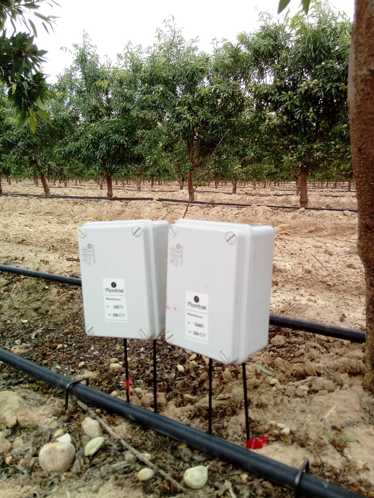 Almendros con dos goteros