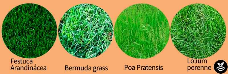 Tipos de césped y semillas en campos de fútbol